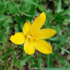 Zephyranthes
