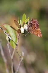 Callophrys eryphon