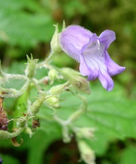Penstemon