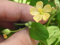 Abutilon viscosum