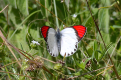 Colotis danae eupompe