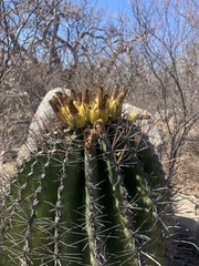 Ferocactus townsendianus