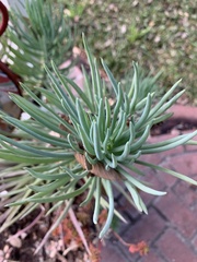 Senecio barbertonicus