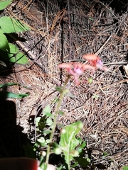 Macroptilium gibbosifolium