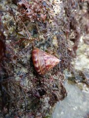 Calliostoma zizyphinum