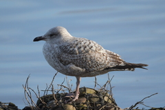 Larus argentatus