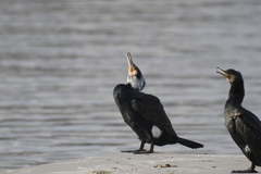 Phalacrocorax carbo