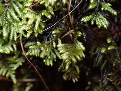 Hyocomium armoricum