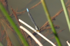 Pseudagrion