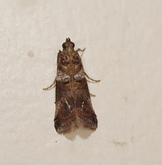 Conobathra hemichlaena