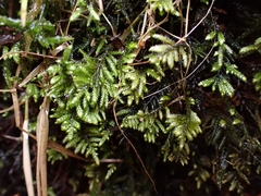 Hyocomium armoricum