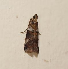 Conobathra hemichlaena