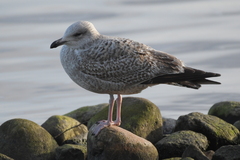 Larus argentatus