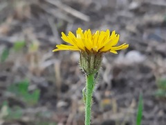 Crepis foetida