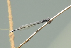 Pseudagrion commoniae