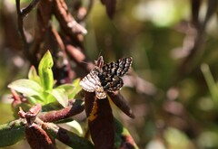 Epelis truncataria