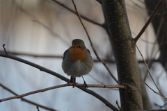 Erithacus rubecula