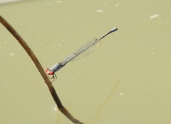 Pseudagrion