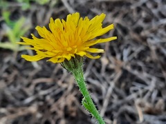 Crepis foetida