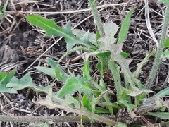 Crepis foetida