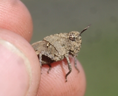 Chimarocephala pacifica