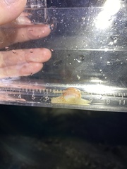 Cryptonatica aleutica