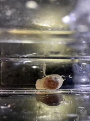 Cryptonatica aleutica