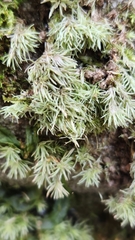 Leucobryum