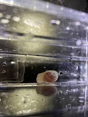 Cryptonatica aleutica