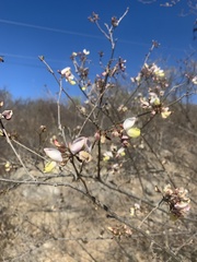 Coursetia glandulosa