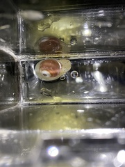 Cryptonatica aleutica