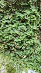 Pallavicinia lyellii