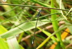 Lestes plagiatus
