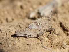 Chimarocephala pacifica