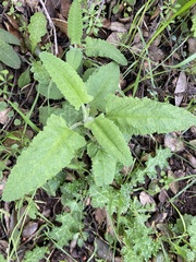Salvia spathacea