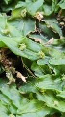 Pallavicinia lyellii