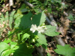 Hydrophyllum canadense