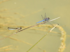 Trithemis