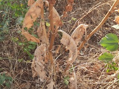 Rumex patientia orientalis