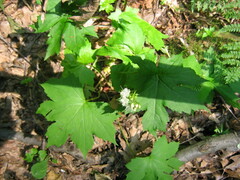 Hydrophyllum canadense