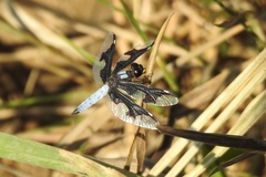 Palpopleura portia