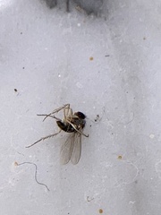 Coquillettidia perturbans