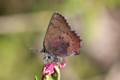 Callophrys augustinus