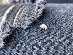 Aufeius impressicollis