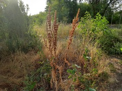 Rumex patientia orientalis