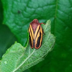 Mahanarva spectabilis