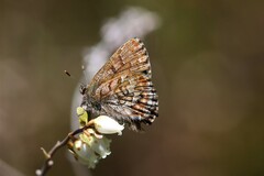 Callophrys niphon