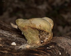 Pseudospongipellis unicolor