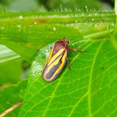 Mahanarva spectabilis