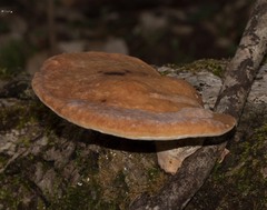 Aurantiporus croceus